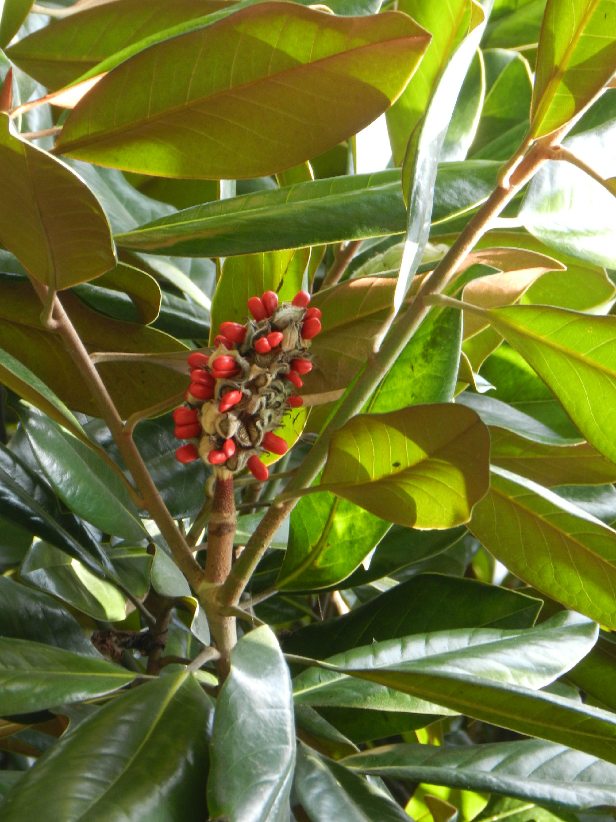 复兴岛公园广玉兰成熟的果实露出枝头