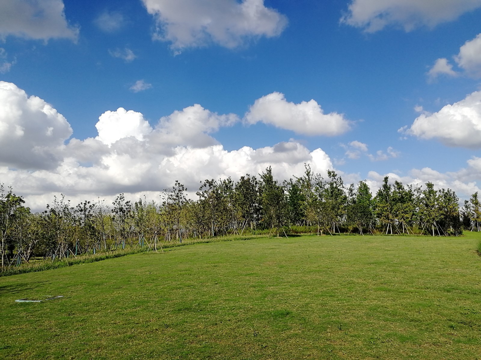 三林楔形绿地i标段美景初现