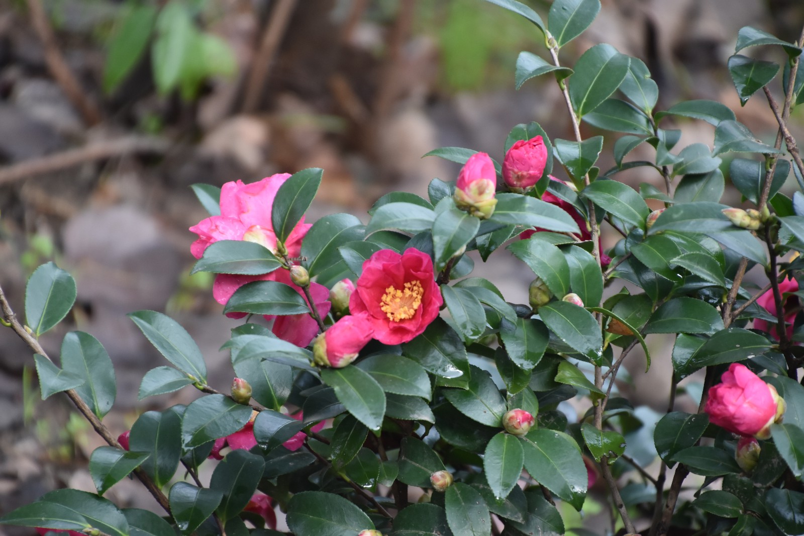 "大雪节气,上海共青森林公园内一朵朵清新淡雅的茶梅花接棒秋菊,在