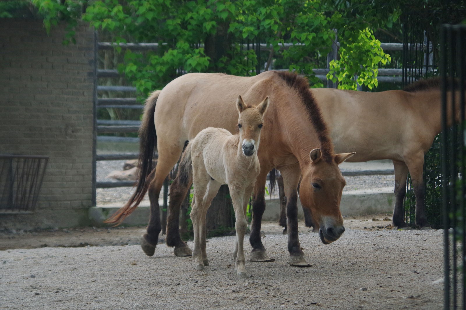 上海动物园新生小马仔欢迎游客到来