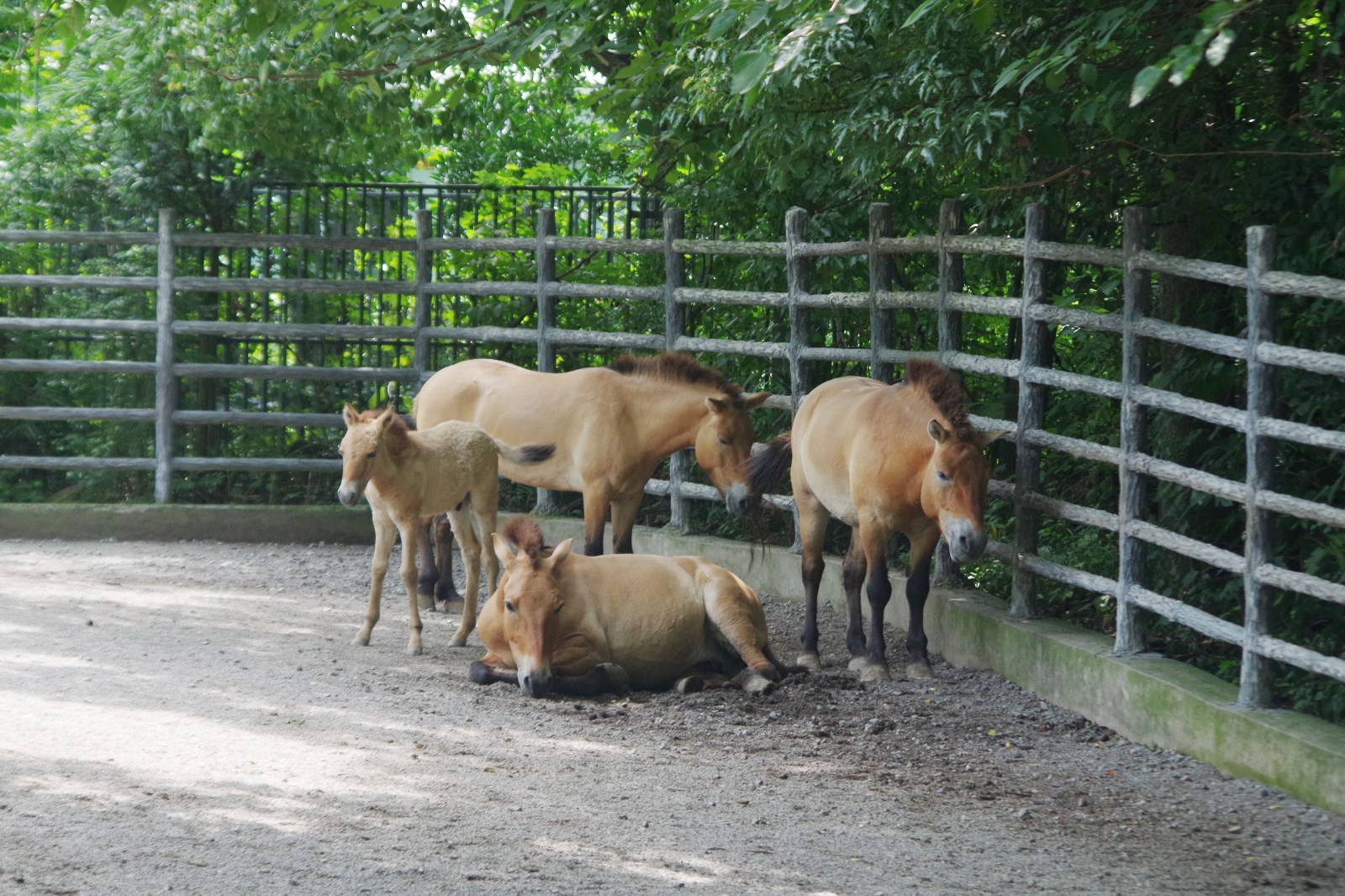 上海动物园新生小马仔欢迎游客到来