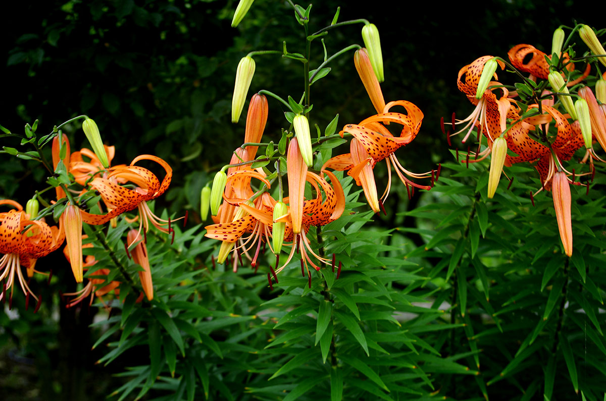 在我国很多农村庄稼院,大都会种植百合不仅取其"百年好合"之意.