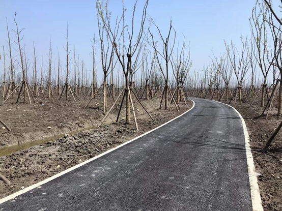 杉林翠影锦绣联廊浦东新区大治河市级重点生态廊道一期工程竣工