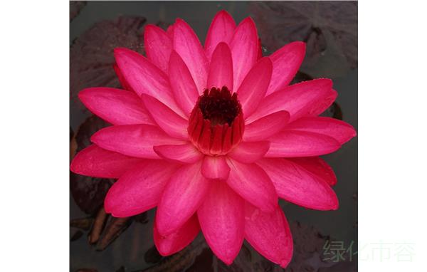 上海市绿化和市容 林业 工程管理站