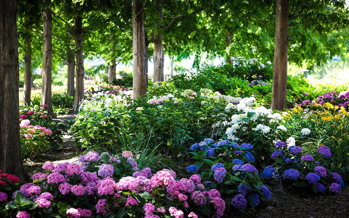 唯美的绣球就这样在辰山植物园内绽放,这也标志着夏天的序幕即将拉开.