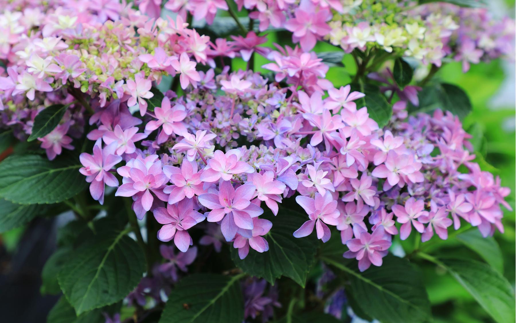 唯美的绣球就这样在辰山植物园内绽放,这也标志着夏天的序幕即将拉开.