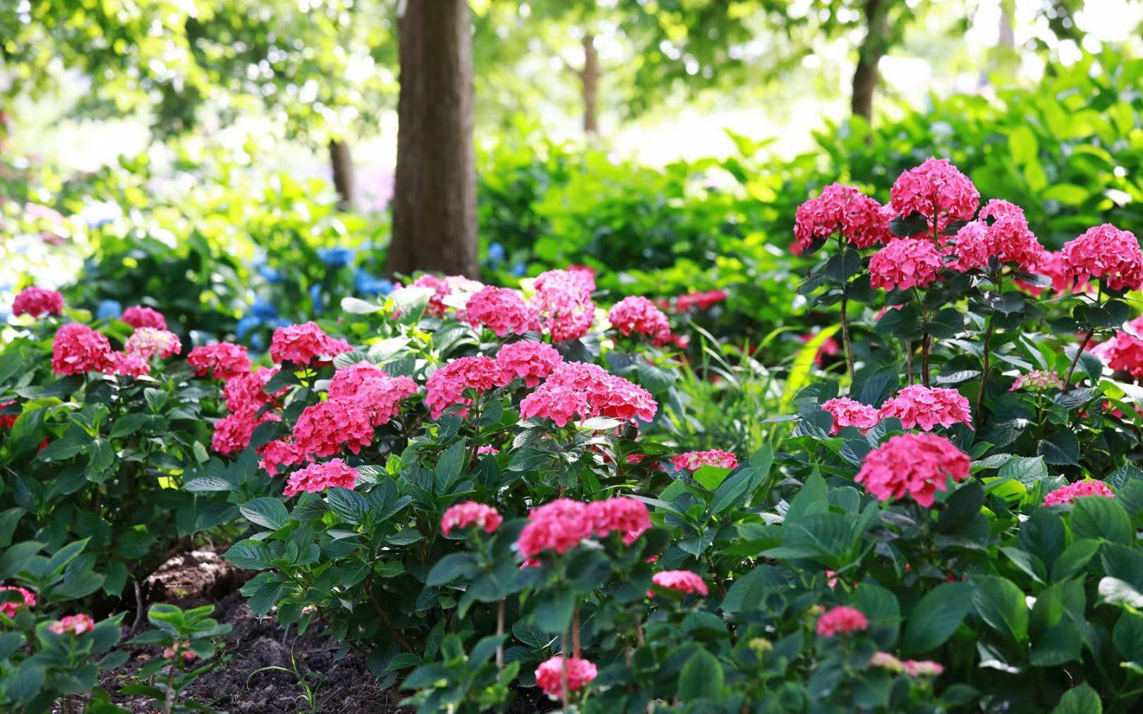 唯美的绣球就这样在辰山植物园内绽放,这也标志着夏天的序幕即将拉开.