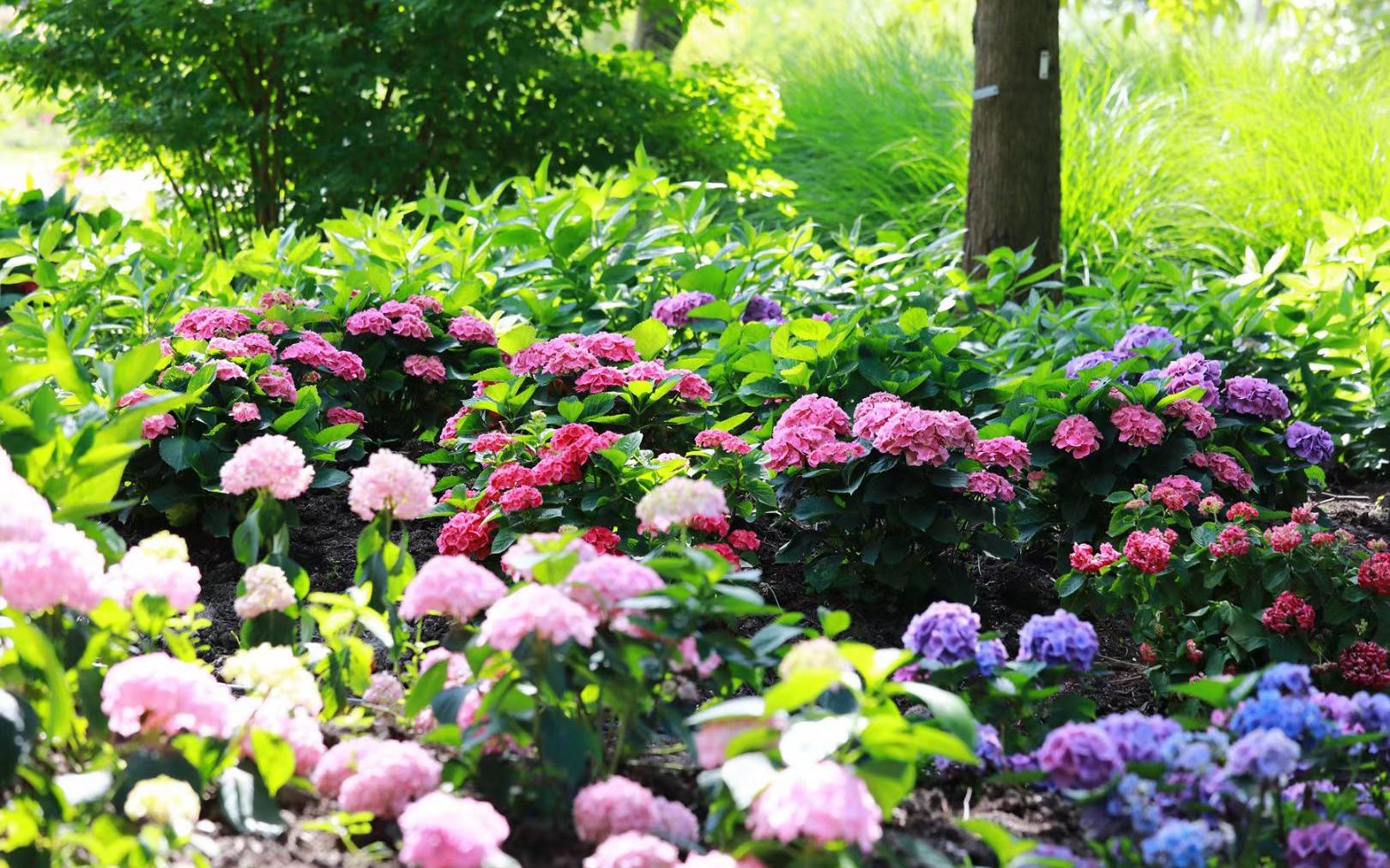 唯美的绣球就这样在辰山植物园内绽放,这也标志着夏天的序幕即将拉开.