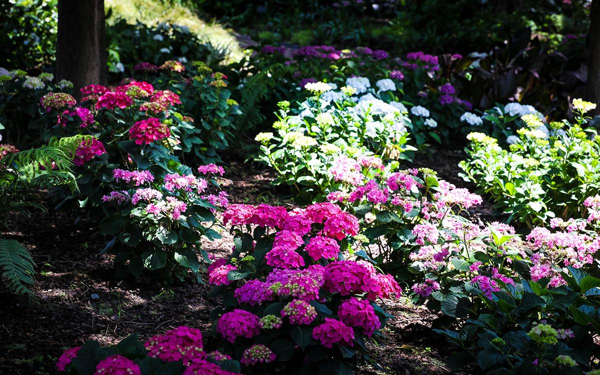 唯美的绣球就这样在辰山植物园内绽放,这也标志着夏天的序幕即将拉开.